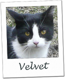 Velvet